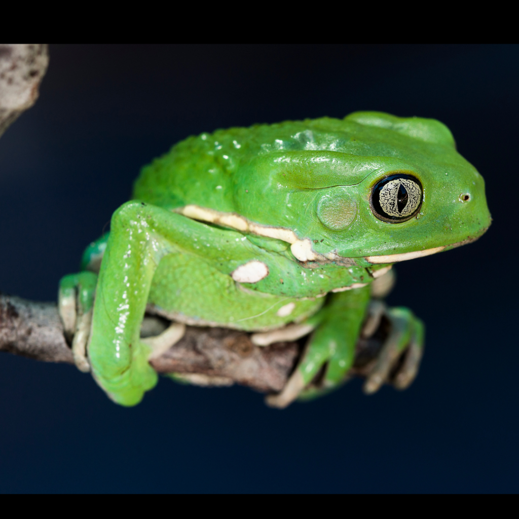 Phyllomedusa Bicolor Tree Frog